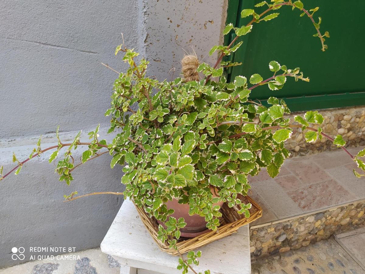 Apartments Ante Tribalj Εξωτερικό φωτογραφία
